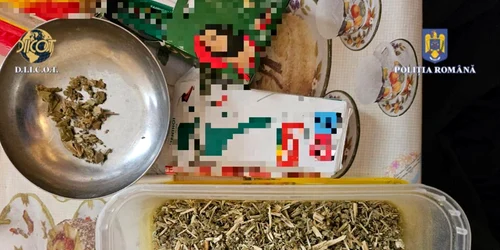 diicotpiatrantu jpeg