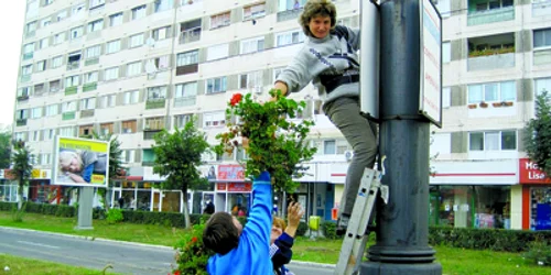 Reşiţa: Muşcatele coboară de pe stâlpi din cauza frigului