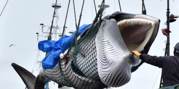 Captura balena Japonia FOT AFP