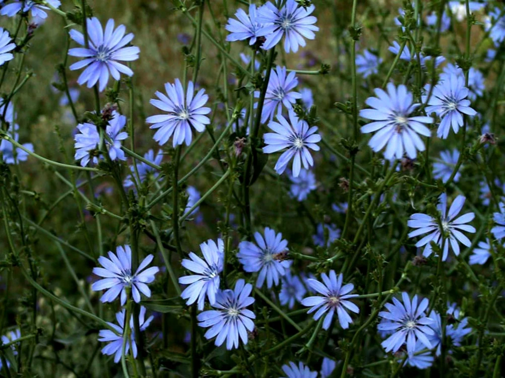 calarasi flori