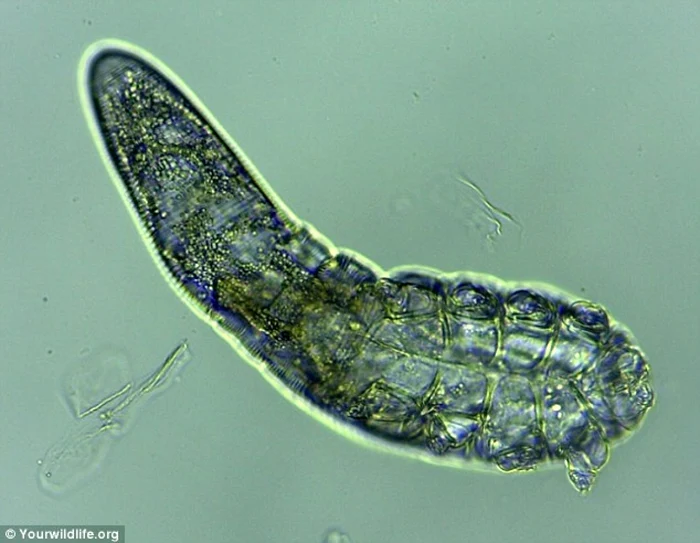 capusa demodex