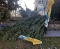 Arbori tăiați peste noapte în Deva Foto Primăria Deva (7) jpg