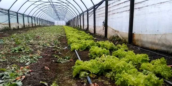 Legume în solarii
