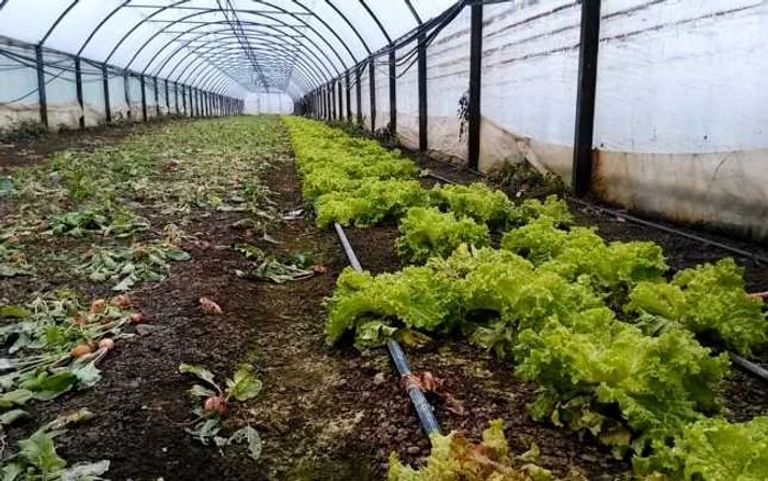 Legume în solarii