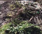ecologizare jandarmi
