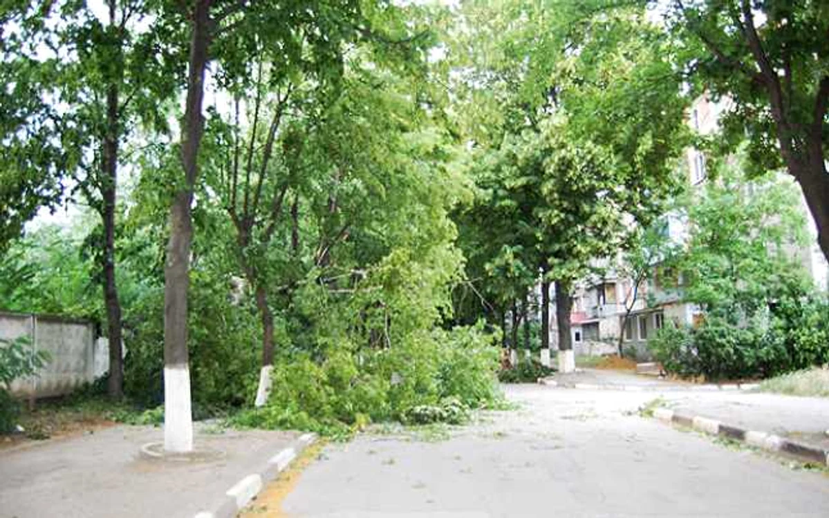 Atenţie: există pericolul ca arborii bătrâni să se prăbuşească. FOTO: ARHIVĂ