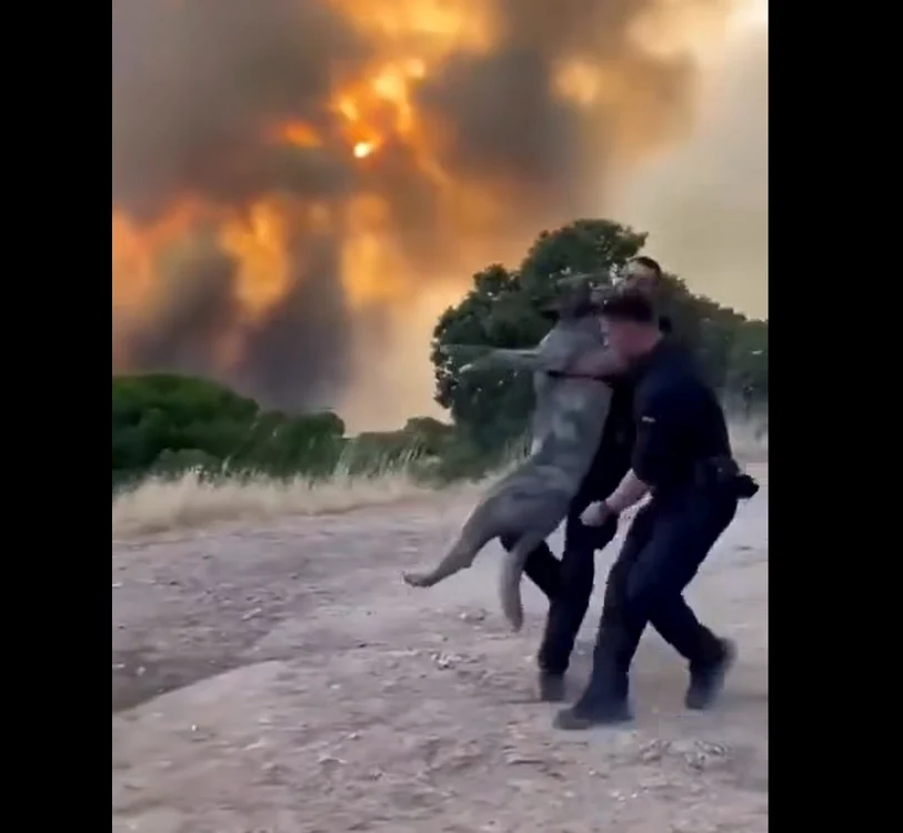 Operațiune impresionantă în Spania: sute de animale. FOTO: Captură Video / Facebook 