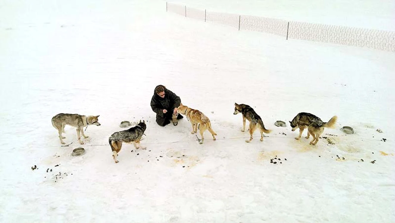 Van Damme le-a dat celor cinci Husky, cu care  filmează,  pui la grătar