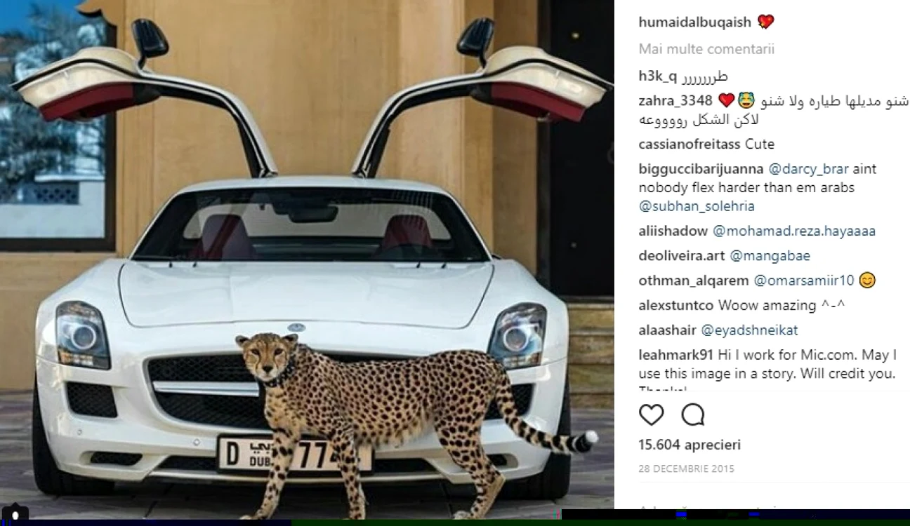 animale de comapnie dubai foto instagram Humaid AlBuQaish