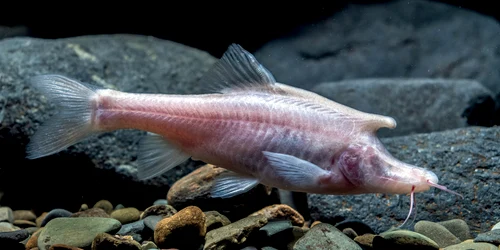 peste Sinocyclocheilus jpg