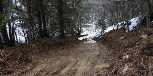 Cum sunt realizaţi gheţarii pentru păstrarea puieţilor destinaţi reconstrucţiei zonelor defrişate 