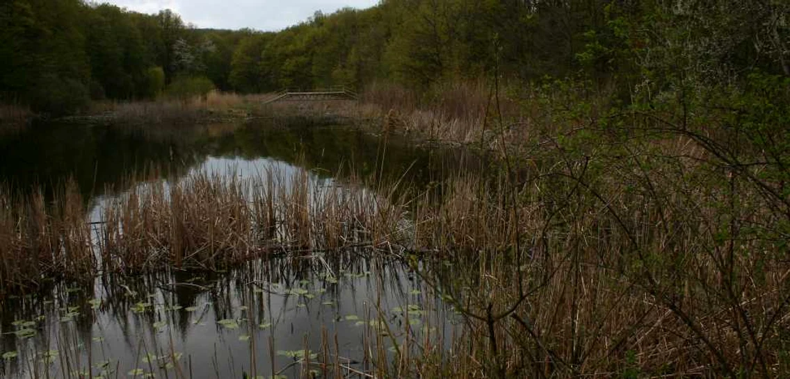 lac cu nuferi bt