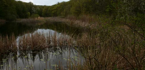 lac cu nuferi bt