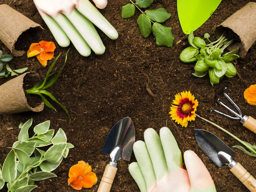 Planta din grădină care îți aduce o amendă uriașă