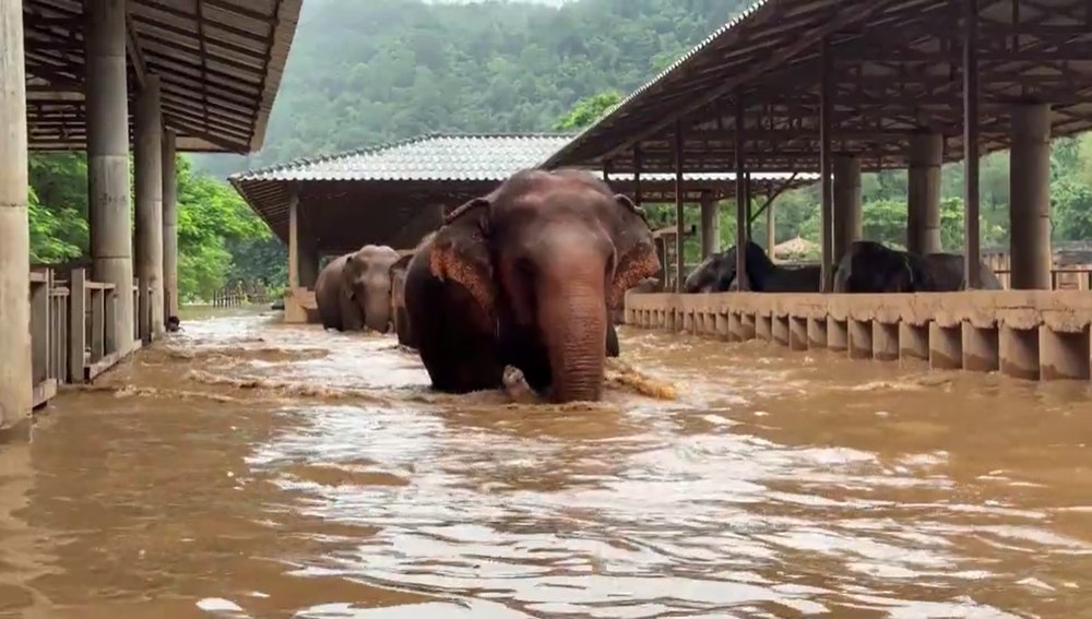 100 de elefanți au fost salvați de inundații catastrofale în nordul Thailandei