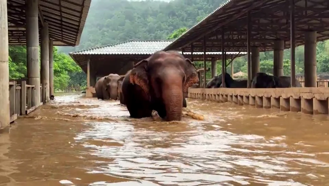 Elefanți cu apa până la burtă, într-un sanctuar din Thailanda