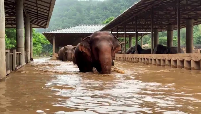 Elefanți cu apa până la burtă, într-un sanctuar din Thailanda