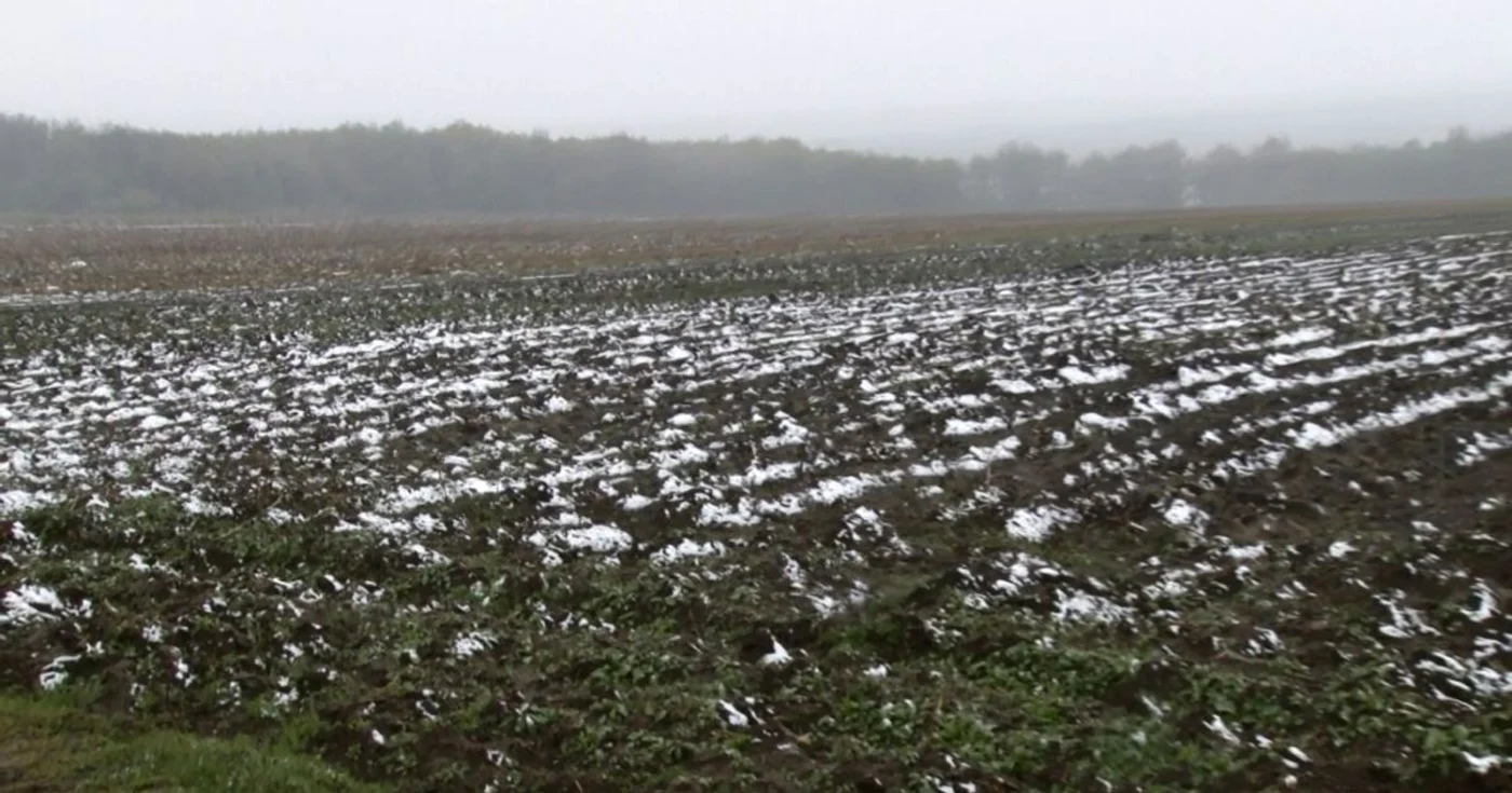 Culturile agricole au fost puternic afectate la Botoşani FOTO Cosmin Zamfirache
