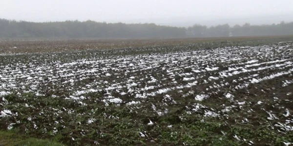 culturi agricole