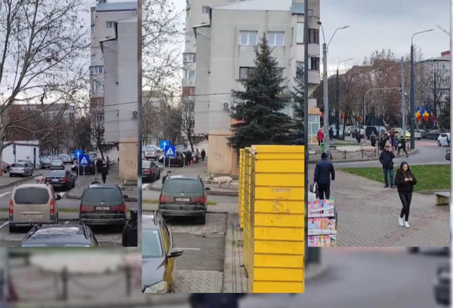 Un porc a încercat să se salveze înainte de sacrificare și a luat-o la fugă pe străzile din Vaslui, stârnind haos și amuzament