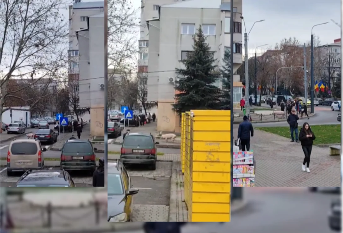 Un porc pe străzile din Vaslui FOTO: captura video/vremea nouă