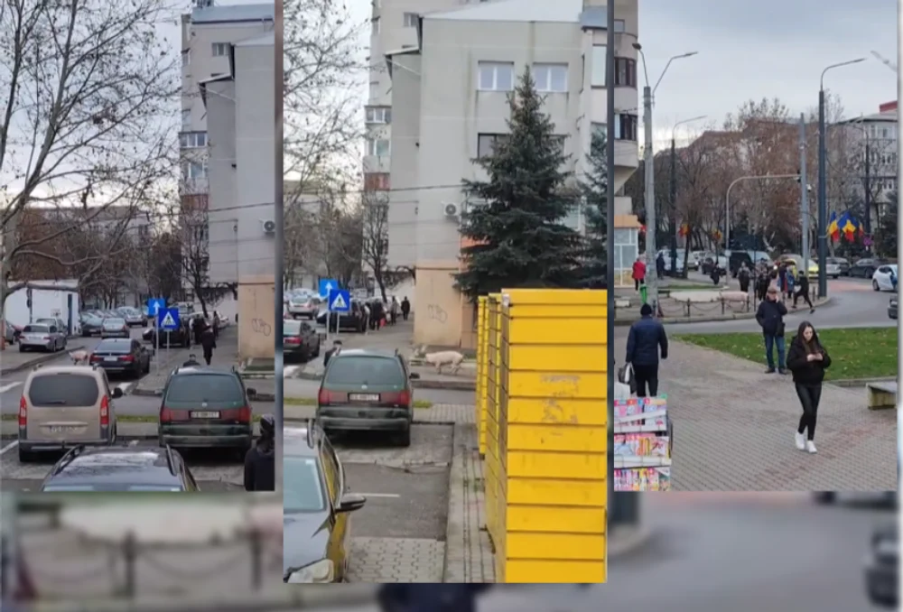 Un porc a încercat să se salveze înainte de sacrificare și a luat-o la fugă pe străzile din Vaslui, stârnind haos și amuzament