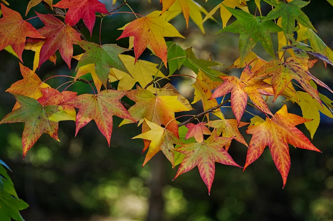 maple 3888055 1280 jpg
