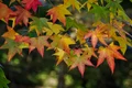 maple 3888055 1280 jpg