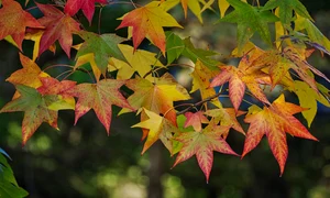 maple 3888055 1280 jpg