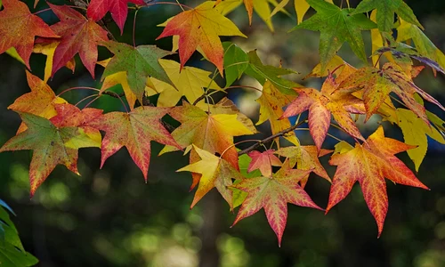 maple 3888055 1280 jpg