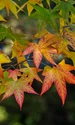 maple 3888055 1280 jpg