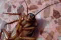 cockroach 15093 1280 jpg
