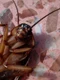 cockroach 15093 1280 jpg