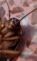 cockroach 15093 1280 jpg