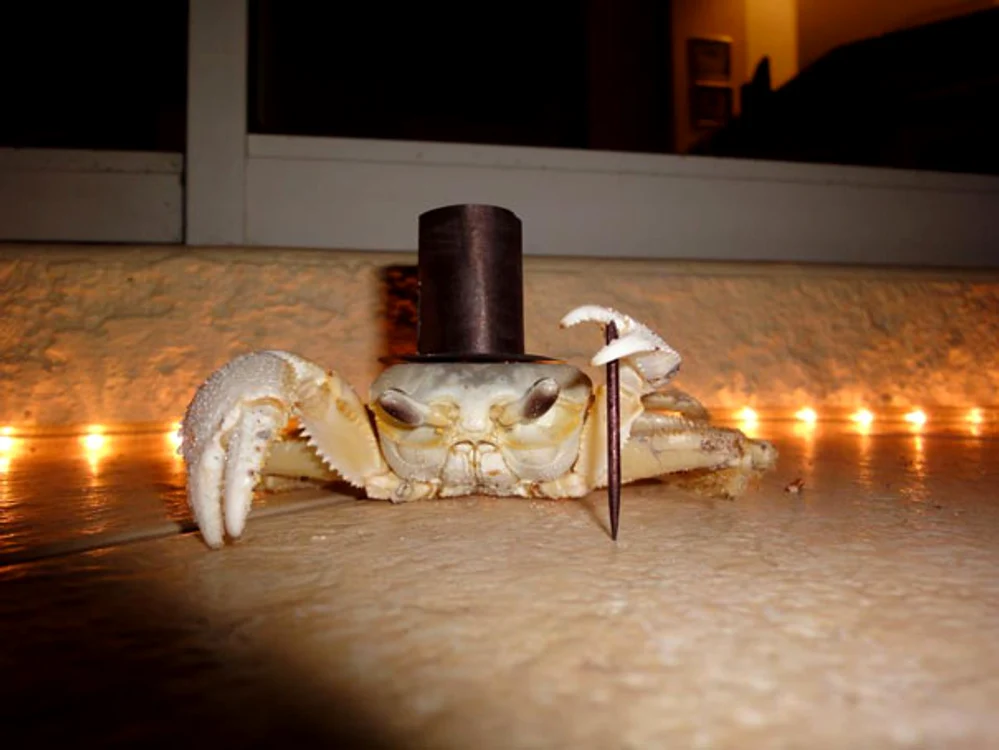 Unul dintre cele mai simpatice personaje pe care le poți vedea de Halloween este acest crab elegant