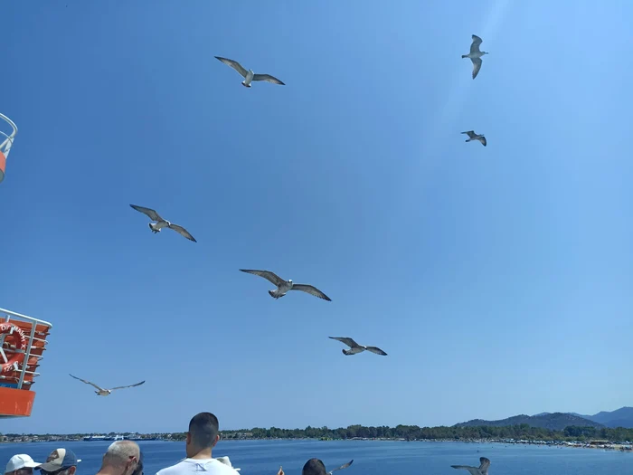 Pescărușii, prezențe constante lângă feriboturile ce ajung în Thassos FOTO Denis Grigorescu