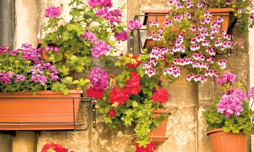 1 51807 original jpg jpeg