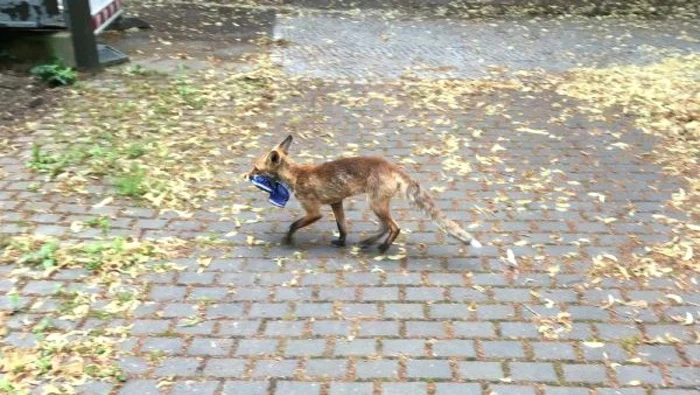 Vulpe furand incaltaminte la Berlin FOTO Twitter @TspCheckpoint