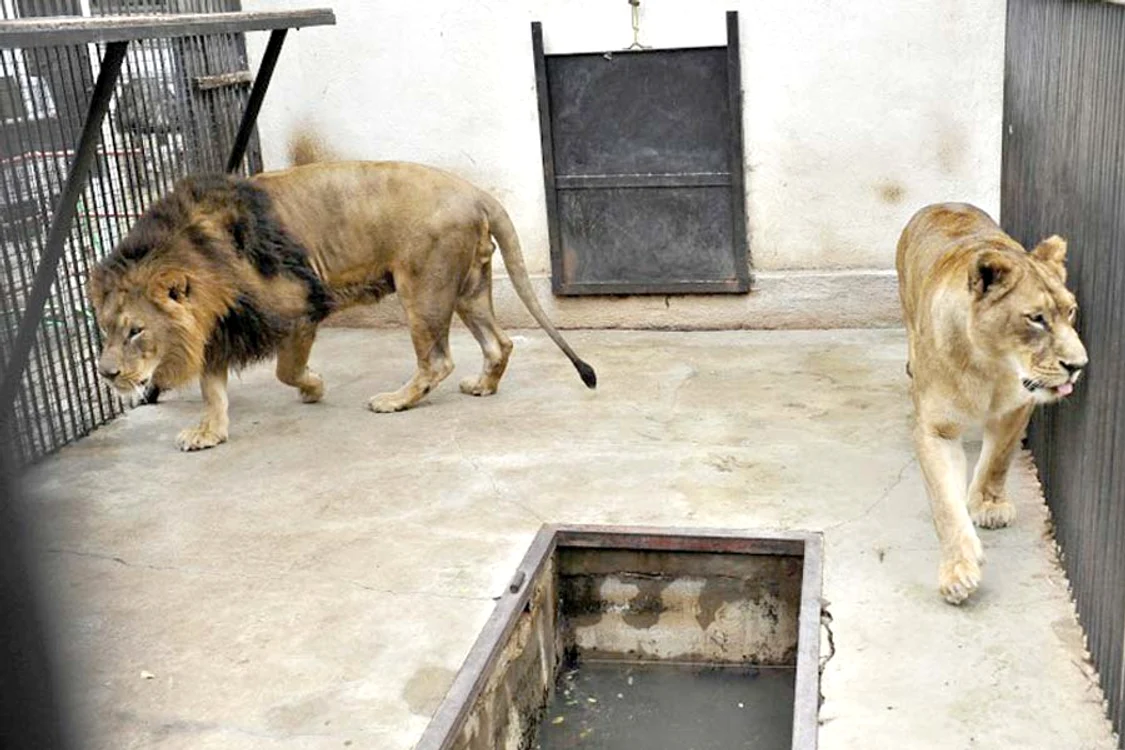 Leul Symba şi familia sa sunt acum găzduiţi de Zoo Bucov