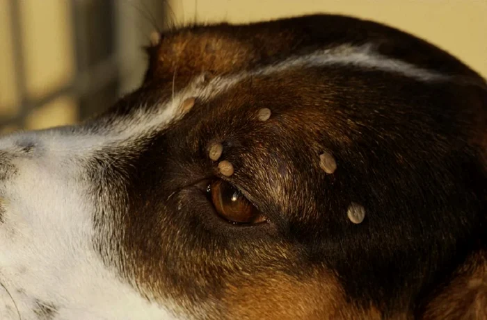 Deparazitarea extrnă ar trebui făcută tot timpul anului FOTO Veterinar la domiciliu