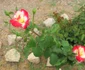 calarasi gradina