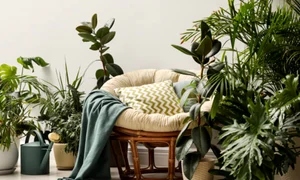 plante flori istock jpg