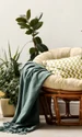 plante flori istock jpg