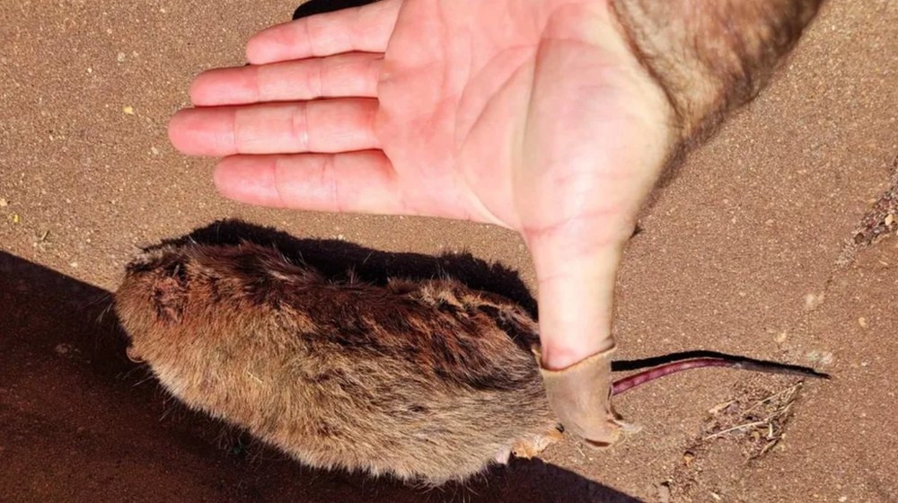 Ciuma de șobolani se răspândește în orașele de pescari din Australia. „Au distrus o mașină peste noapte”