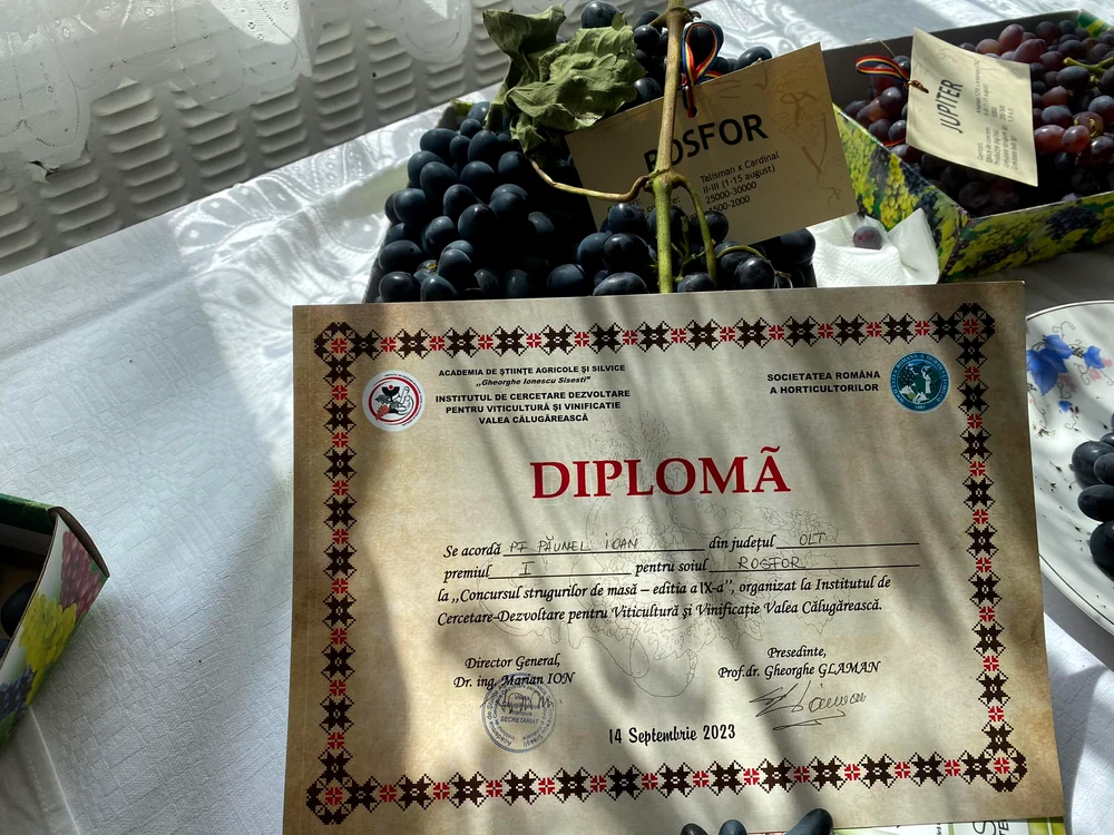 Strugurii cultivați în solar au obținut premiul I Foto: arhiva Ion Păunel