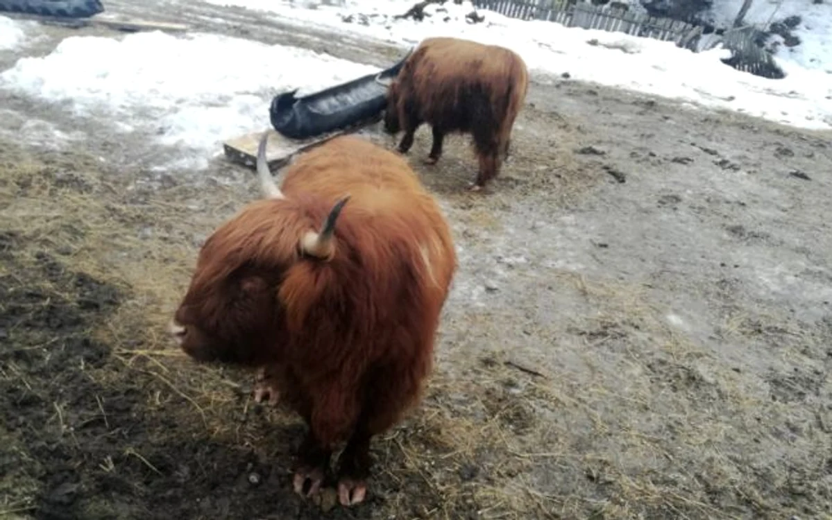 vaci highland scotian bistrita 1