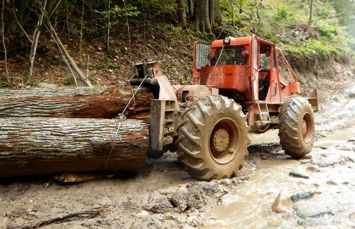 Imagine surprinsă de ecologişti în Parcul Naţional Semenic FOTO Agent Green