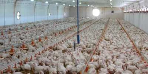 Puii infestaţi erau aduşi din Polonia foto: Arhivă