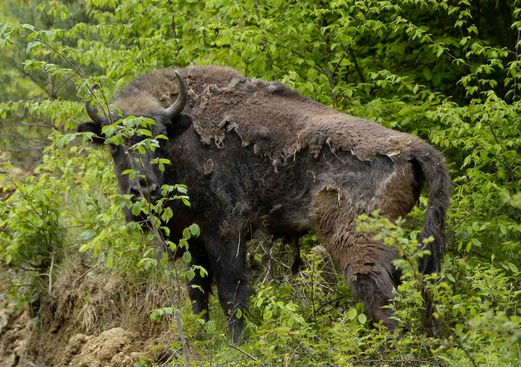 Nu mai puţin de 17 zimbri vor fi eliberaţi vineri, 12 iunie, în Munţii ŢarcuFoto: Rewilding Europe / WWF România