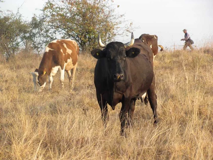 Seceta a pârjolit câmpurile